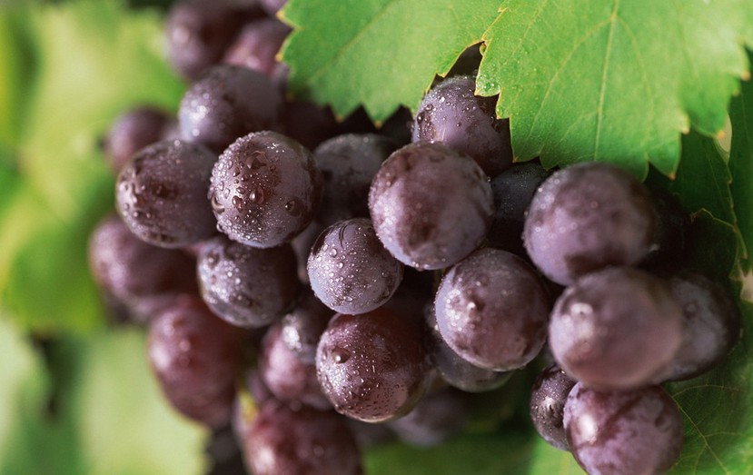 “葡萄美酒夜光杯”，敦煌陽關(guān)葡萄最甜美