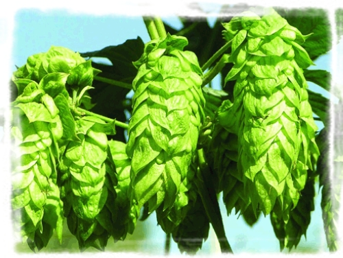 酒泉特產(chǎn)——玉門(mén)酒花