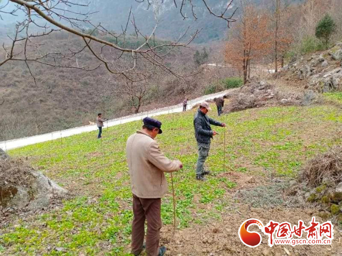 【甘肅全民戰(zhàn)“疫”】戰(zhàn)“疫”中，隴南稻坪的春天