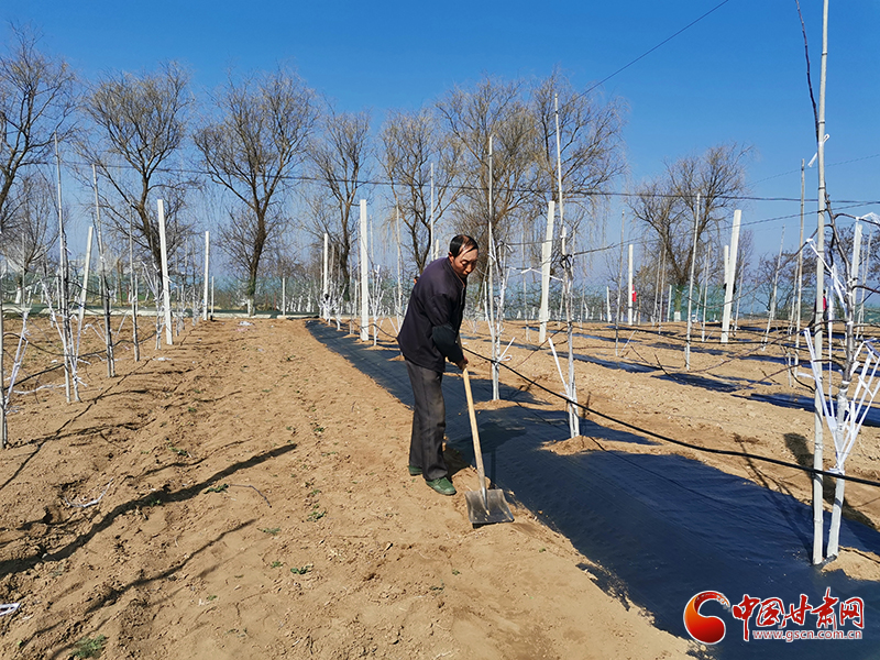 甘肅靈臺(tái)：活化經(jīng)營(yíng)管理體制 無人管理果園添“新主”（圖）