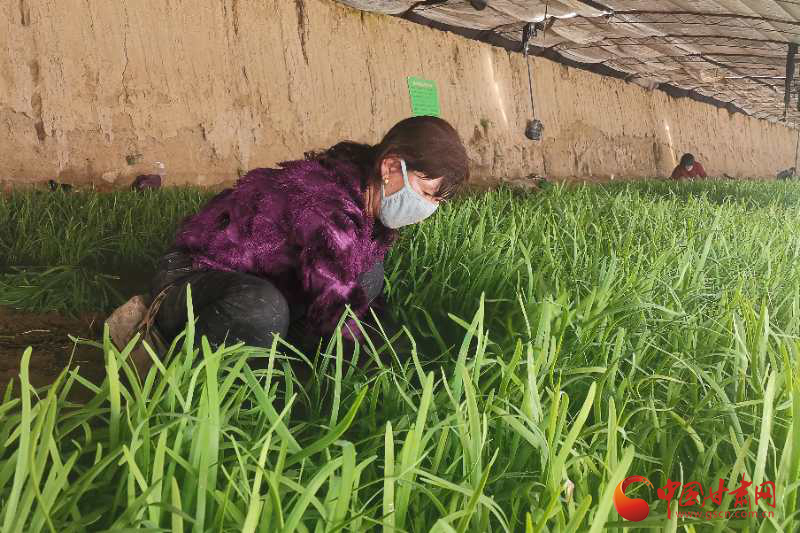 玉門赤金鎮(zhèn)：小韭菜種成“搖錢樹(shù)”