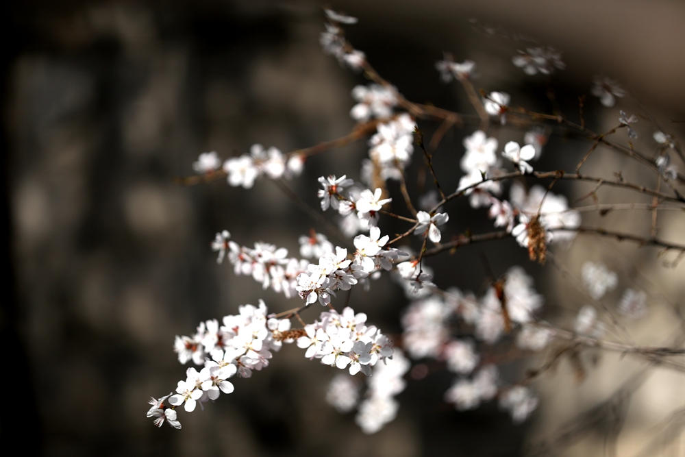 海報|花開隴原，甘肅這些景區(qū)正在復蘇！