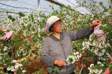 隴南成縣拋沙鎮(zhèn)：產業(yè)園里春管忙