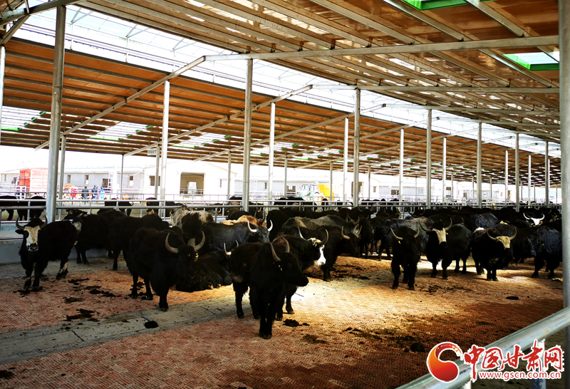 【甘肅省決戰(zhàn)決勝脫貧攻堅】農(nóng)牧結(jié)合養(yǎng)起“脫貧?！?產(chǎn)業(yè)增效共唱“致富歌”