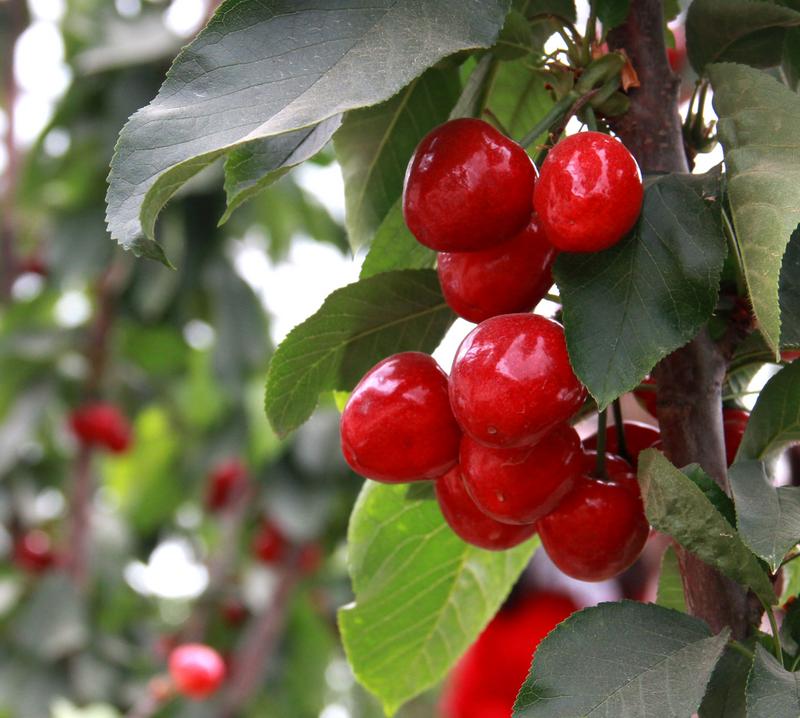 趕緊約起來！民勤紅旗谷櫻桃采摘園開園啦！