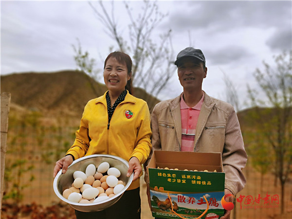 【甘肅省決戰(zhàn)決勝脫貧攻堅(jiān)】“雞司令”曾朝軍：林下生態(tài)養(yǎng)雞忙 增收脫貧“錢(qián)景”旺