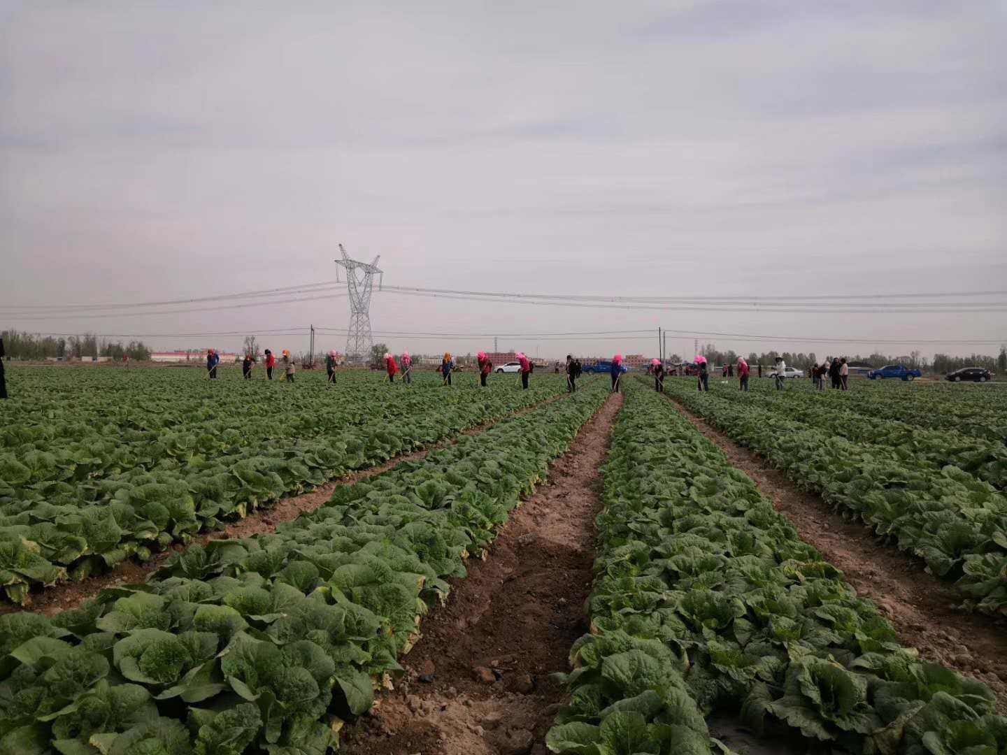 【在習(xí)近平新時(shí)代中國特色社會(huì)主義思想指引下 新時(shí)代 新作為 新篇章】讓特色產(chǎn)業(yè)發(fā)展迸發(fā)新活力——金昌聚力打造菜草畜高品質(zhì)現(xiàn)代特色農(nóng)業(yè)示范區(qū)述評