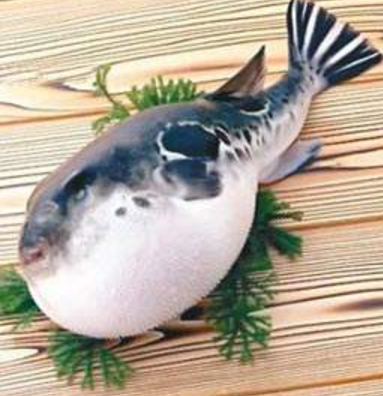 蘭州市市場監(jiān)督管理局發(fā)布通告禁止違法加工、經(jīng)營河豚魚