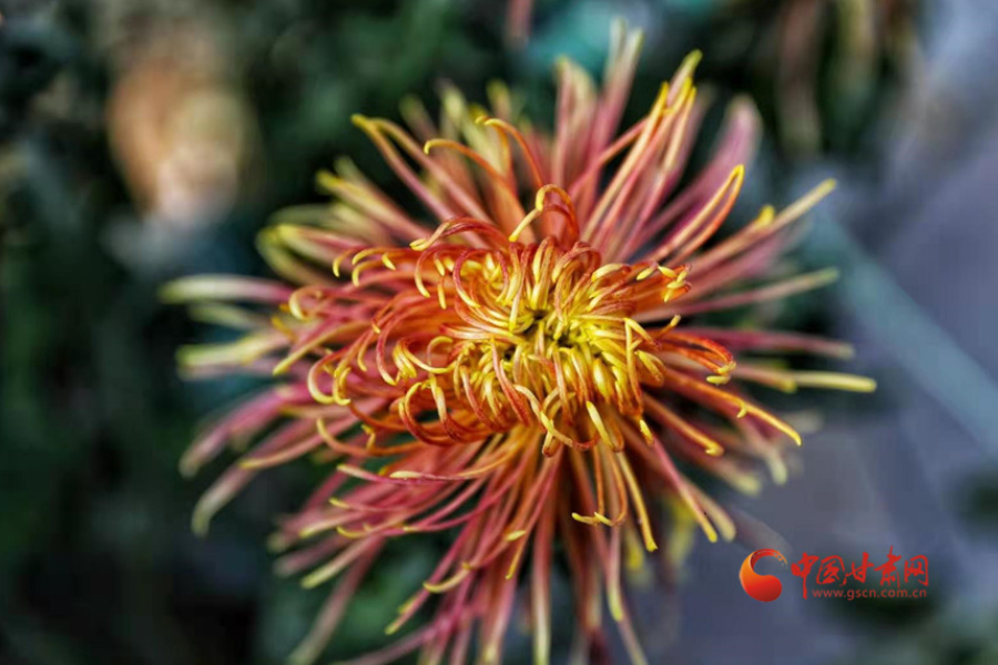 十五年，鍥而不舍終夢圓——寫在蘭州市入選全國文明城市之際