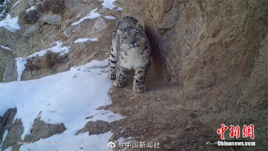 精靈漫步！甘肅阿克塞祁連山深處現(xiàn)雪豹身影
