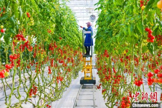 甘肅酒泉：種菜“抗寒”又“抗旱”戈壁農業(yè)一路走來磨礪多