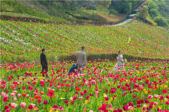 花海間，拍上一組美美的婚紗照。羅云希 攝