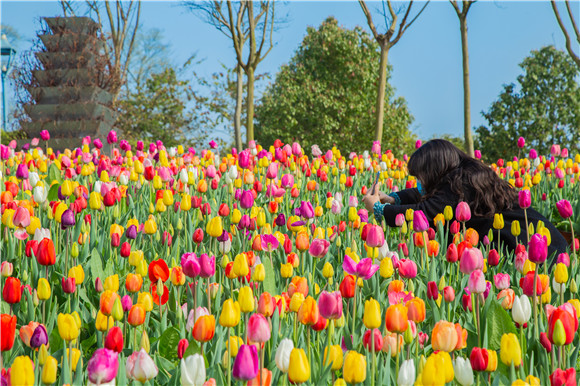 五顏六色郁金香花海。羅云希 攝