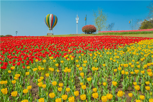 長壽湖郁金香開得正好。羅云希 攝