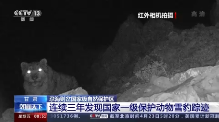 “大貓”出沒！甘肅尕海則岔保護區(qū)連續(xù)三年發(fā)現(xiàn)雪豹蹤跡