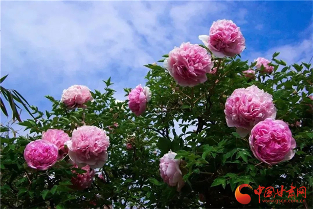 【五一游甘肅】暢游“臨洮縣紫斑牡丹文化旅游節(jié)”，這份攻略請收下！