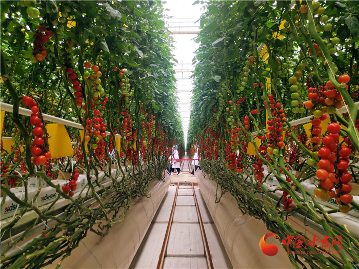 奮進(jìn)路上感謝有你 天津幫扶平?jīng)鳇c滴見真情