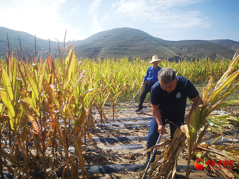 【慶豐收 感黨恩】定西安定：劉鴻奎的豐收節(jié)！