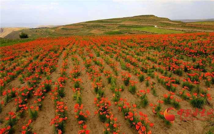 蘭州市蔬菜價(jià)格小幅上漲