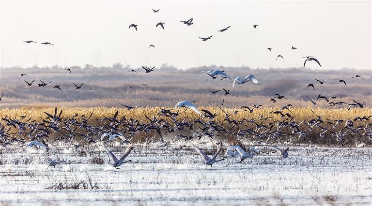 酒泉金塔縣給鳥(niǎo)兒一個(gè)溫馨“驛站”