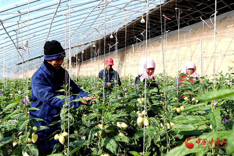 民勤：“鏈長制”助推產(chǎn)業(yè)鏈高質量發(fā)展