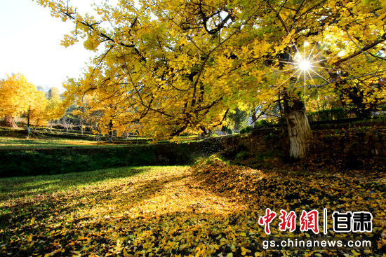 隴南徽縣銀杏樹最美的時候，當(dāng)屬每年的10月至11月。圖為樹葉已染黃的銀杏樹。張承榮 攝