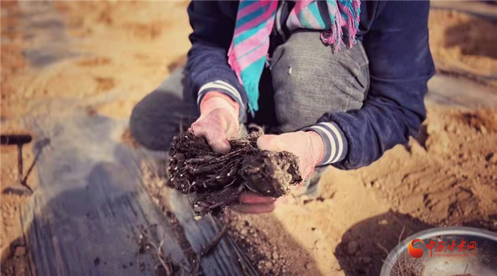 【隴拍客】好消息！榆中縣馬坡鄉(xiāng)在高海拔的馬銜山山麓種植1500畝當(dāng)歸