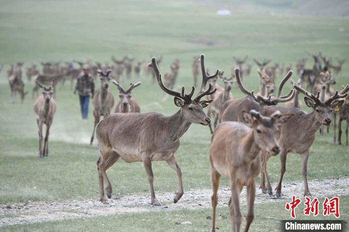 圖為肅南縣馬鹿養(yǎng)殖場內(nèi)的鹿群?！钇G敏 攝