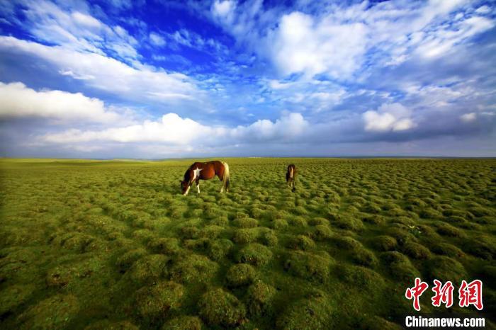 圖為甘肅甘南藏族自治州草原風(fēng)光。(資料圖) 艾慶龍 　攝