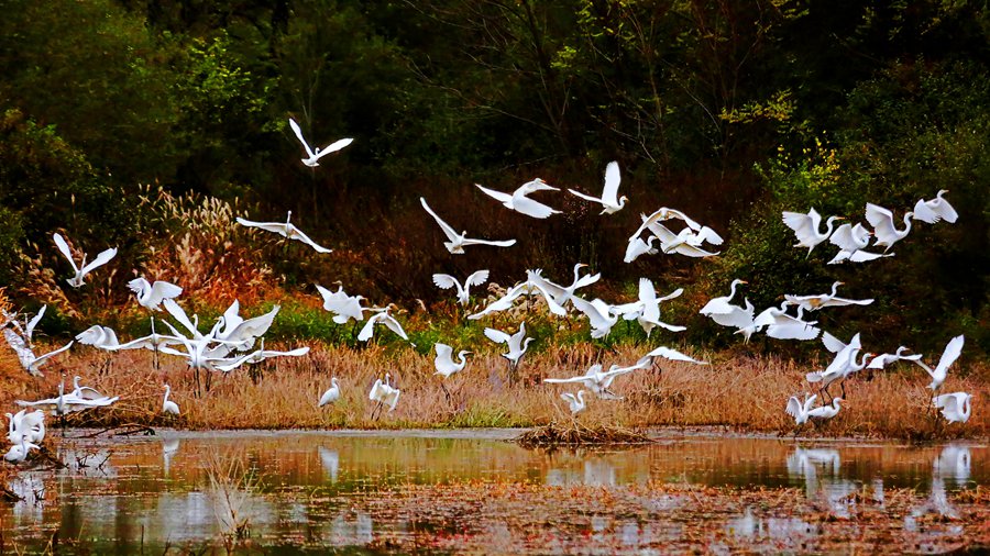 白鷺翩躚舞初冬。吳康軍攝