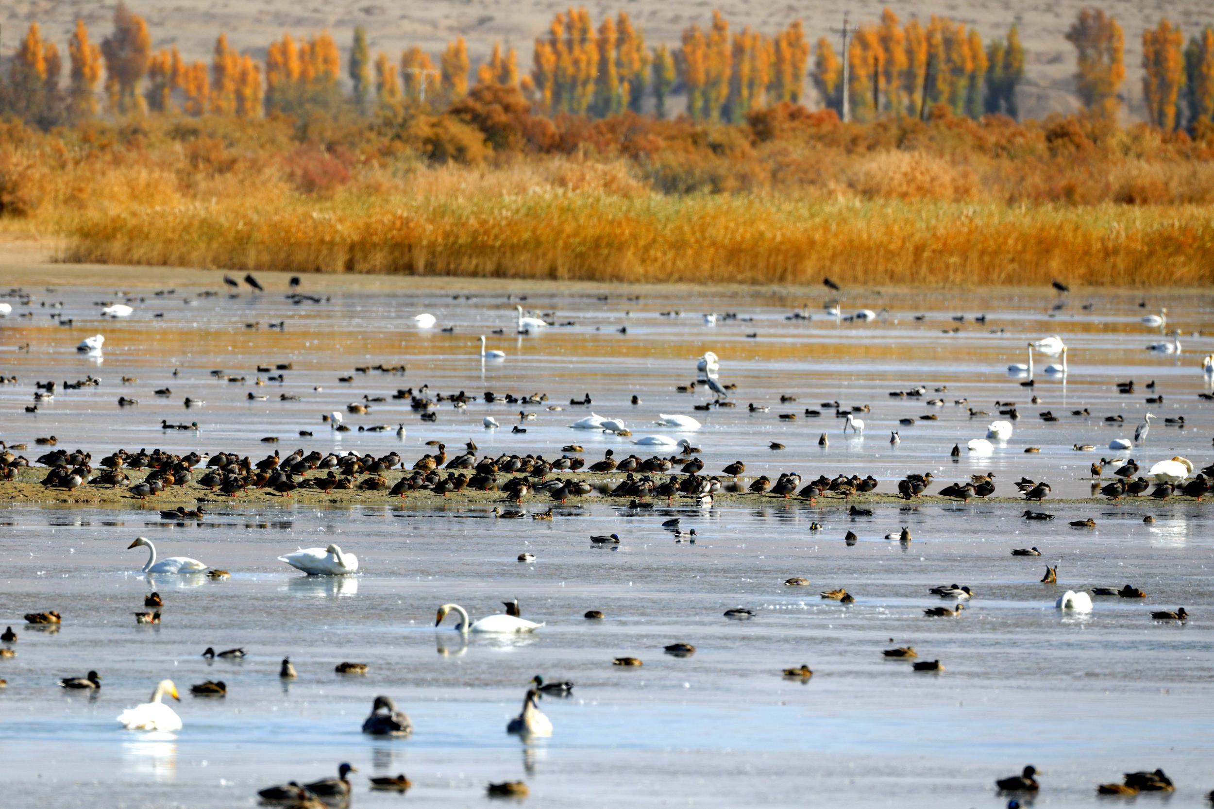 天鵝飛抵高臺縣黑河濕地嬉戲覓食、棲息越冬。尹昭霞攝