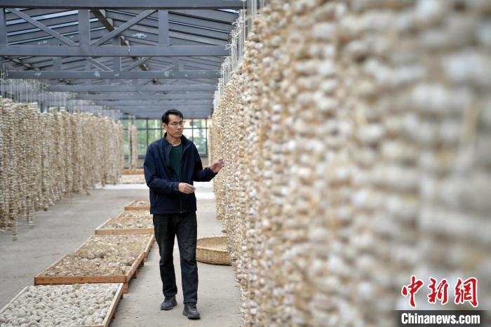 圖為5月10日，工作人員檢查晾曬的曲胚。九美旦增　攝