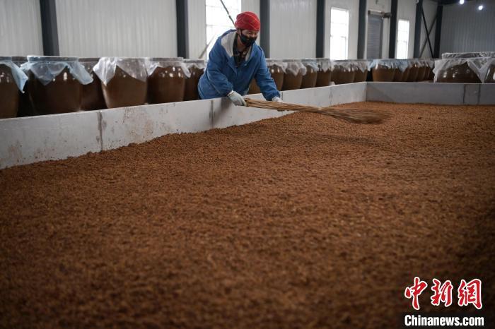 圖為5月10日，工作人員整理鋪撒的酒醅。九美旦增　攝