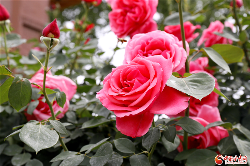 花漾甘谷 月季傾城