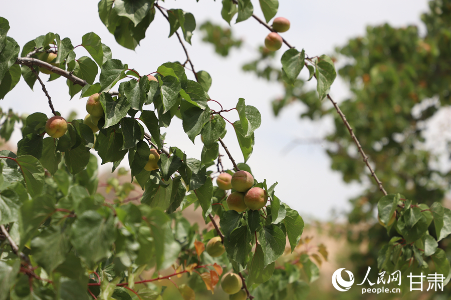 蘭溝村百畝杏林的杏子即將成熟。人民網(wǎng)記者 焦隆攝