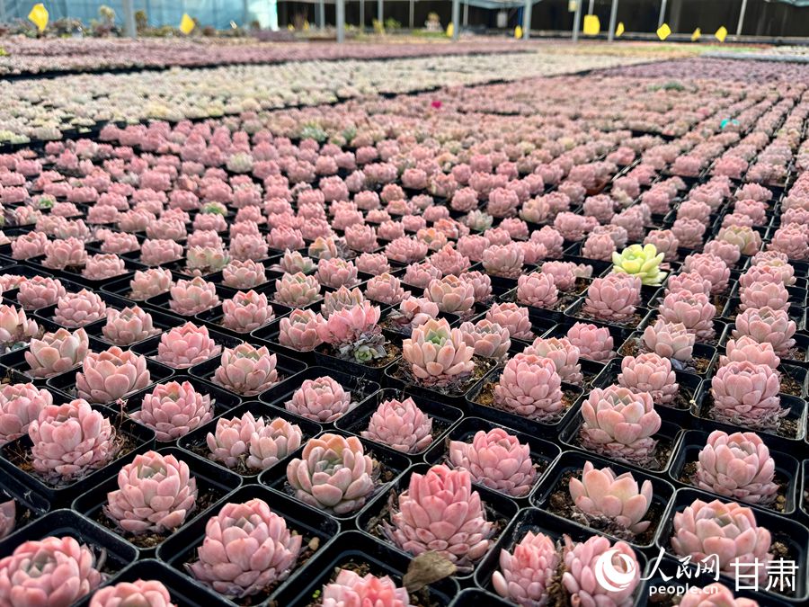 蘭州鑫源現(xiàn)代農(nóng)業(yè)休閑觀光旅游景區(qū)多肉大棚。人民網(wǎng)記者 焦隆攝