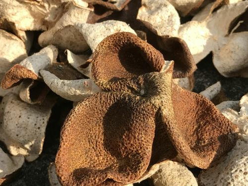 廣西浦北通報(bào)“速成工藝陳皮”