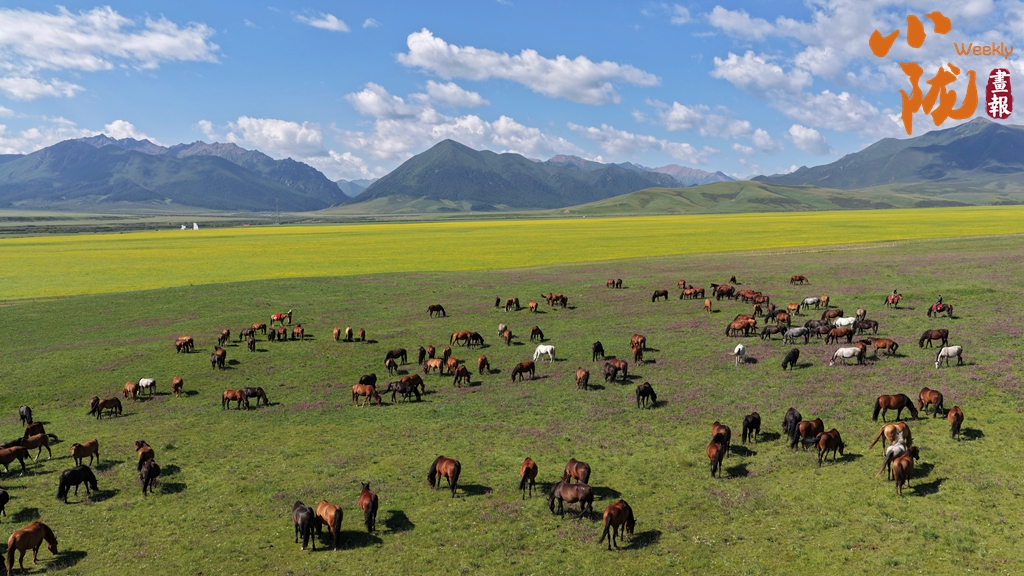 【小隴畫報·464期】隴原馬韻 踏風千年
