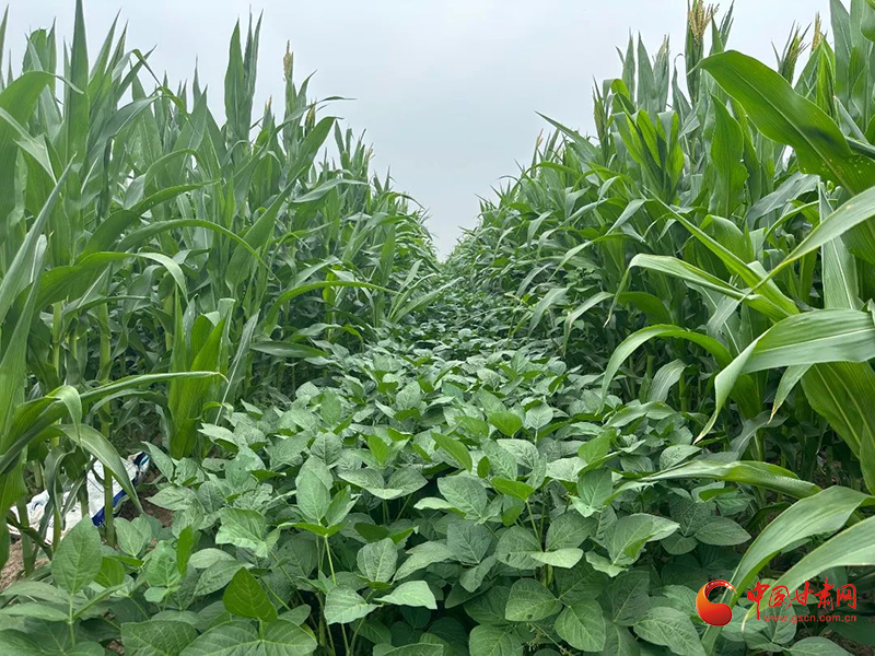 華亭：皇甫山麓沃土固 汭水河畔糧倉豐