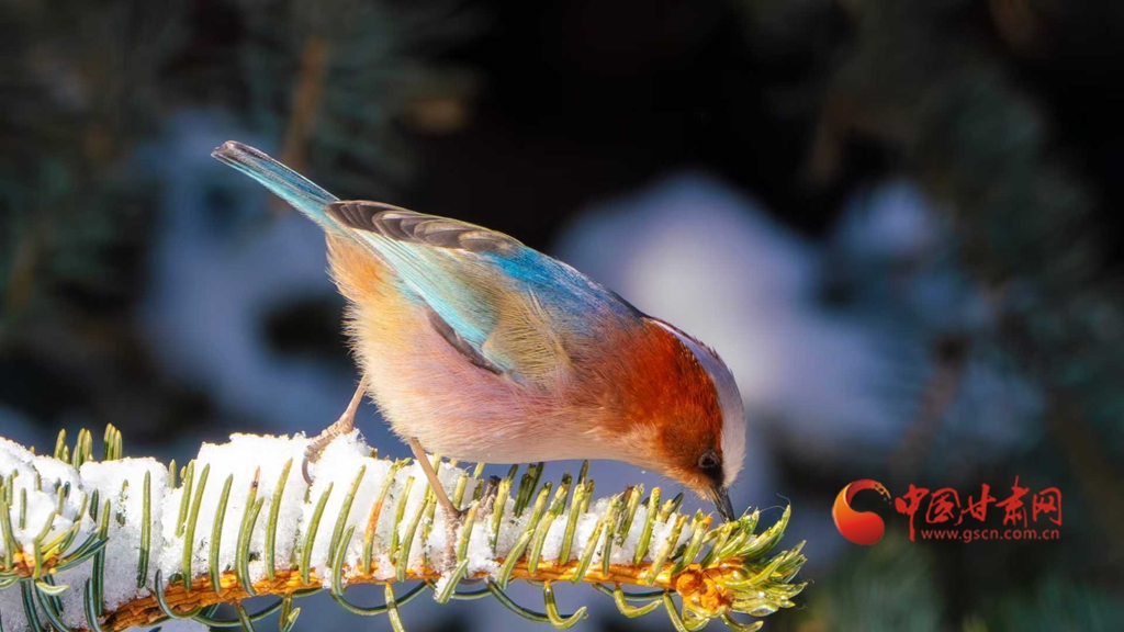 春動隴原|雪落祁連遇“精靈” 鳳頭雀鶯舞春光