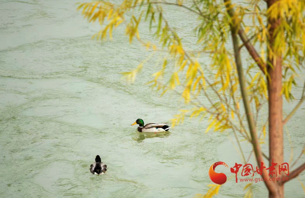 永靖春日 萬(wàn)物有聲
