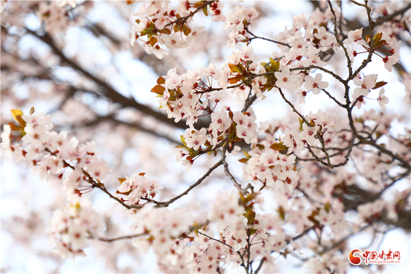 春動隴原·隴拍客丨春風拂古冀 花開醉游人