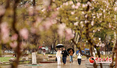 蘭州：細雨綿綿 大學校園春意濃