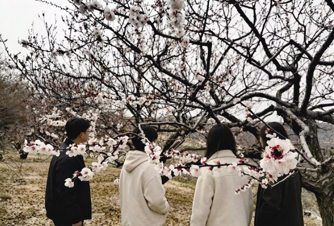 又見(jiàn)西固金溝杏花滿枝頭