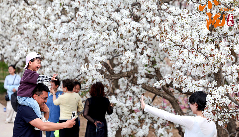 【小隴畫報·483期】皋蘭：梨花成雪，半園春秋半園詩